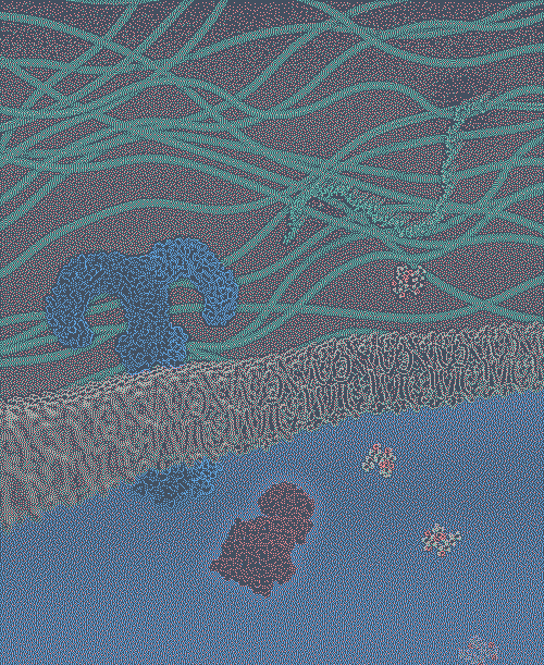 Phospholipid Bilayer is a thin polar membrane made of two layers of lipid molecules.