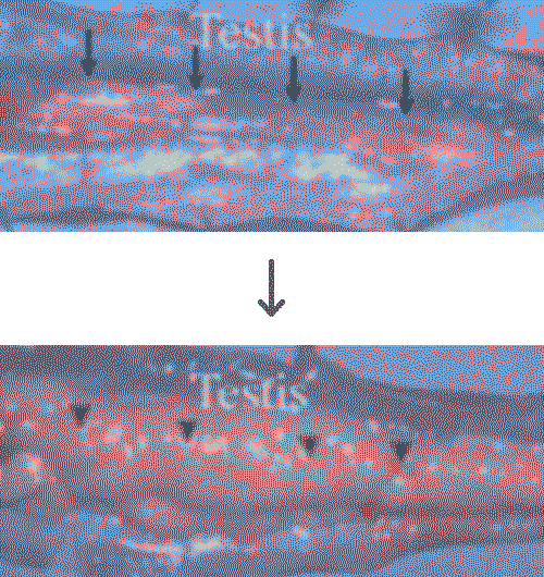 Maturation of a male eel’s genital.