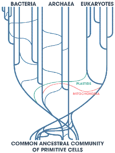 The recent biological discoveries suggest that the idea of genealogy hasn’t been linear from the first place.