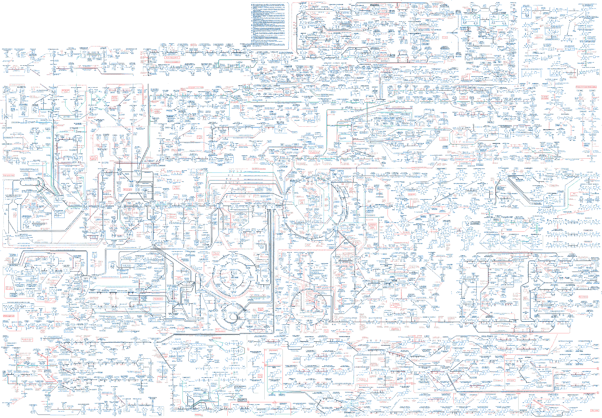 A complex diagram indicating various metabolic pathways in human cells.